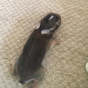 Meet your Posher, Asher